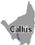 Callús